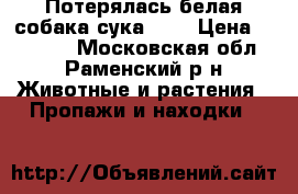 Потерялась белая собака-сука !!! › Цена ­ 50 000 - Московская обл., Раменский р-н Животные и растения » Пропажи и находки   
